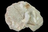 Otodus Shark Tooth Fossil in Rock - Eocene #135851-1